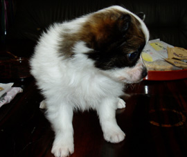 パピヨンの子犬の写真
