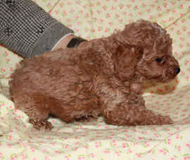 トイプードルの子犬の写真