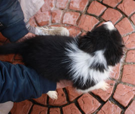 ボーダーコリーの子犬の写真