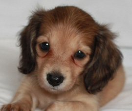 カニンヘンダックスの子犬の写真