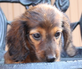 カニンヘンダックスの子犬の写真