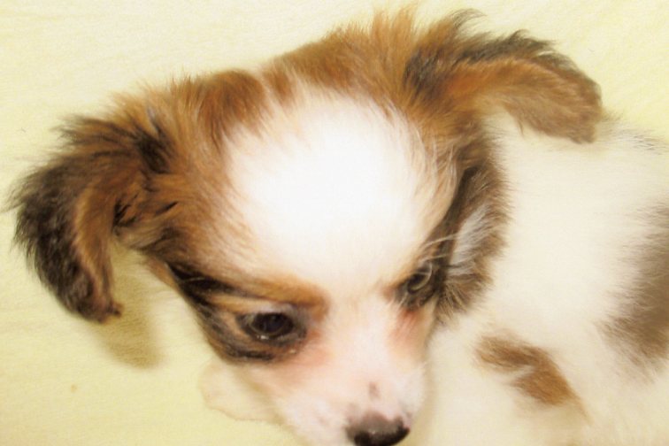 パピヨンの子犬の写真
